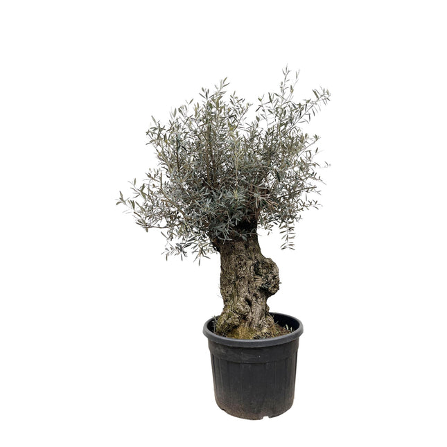 Olea Europaea Bonsai hoogte 250cm potmaat 65cm