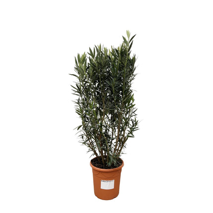 Nerium Oleander struik hoogte 180cm potmaat 40cm