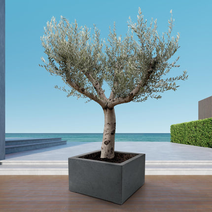 Olea Europaea Cultivo hoogte 250cm potmaat 80cm