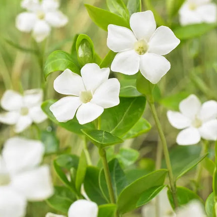 Set van 6 Kleine Maagdenpalm - Vinca minor Alba wit hoogte 15cm potmaat 9cm